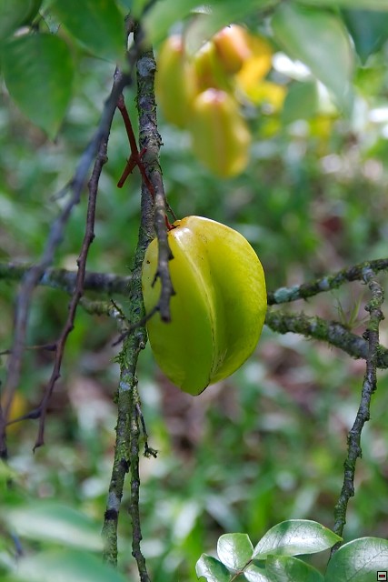 img00009.jpg