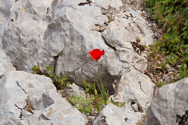 img00015.jpg