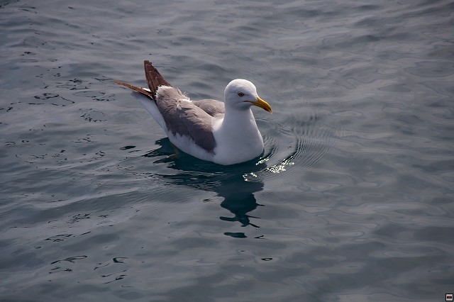 img00005.jpg