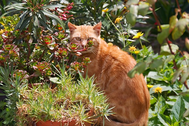 img00010.jpg