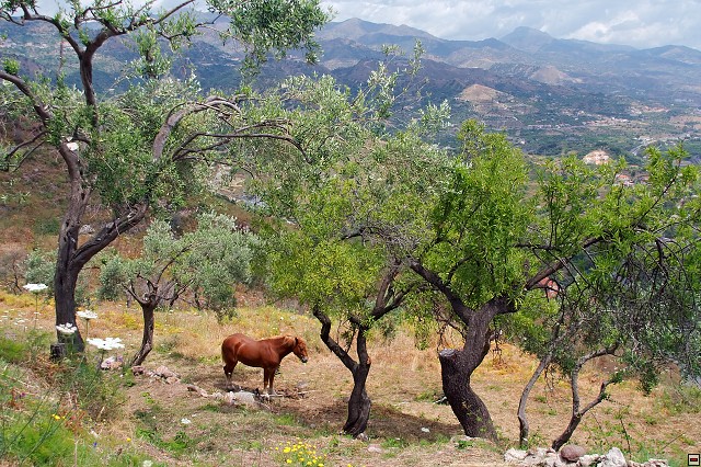 img00029.jpg