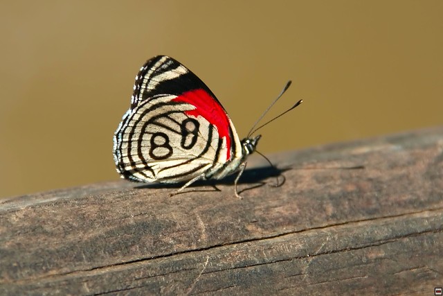 img00024.jpg