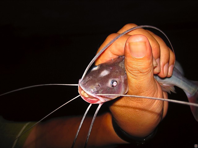 img00011.jpg