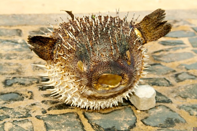 img00053.jpg