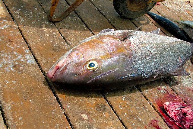 img00031.jpg