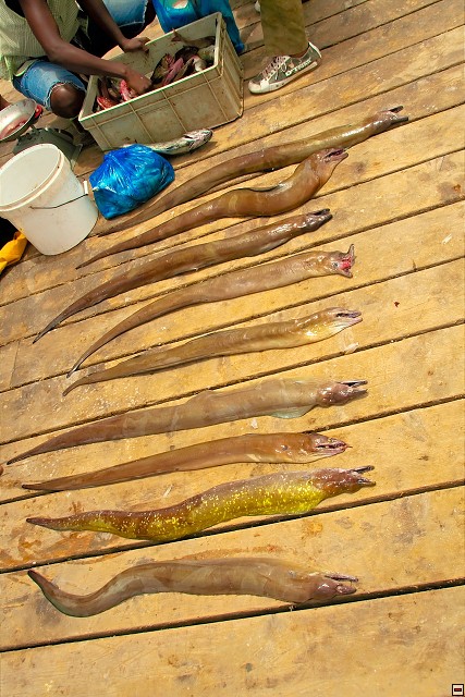 img00035.jpg