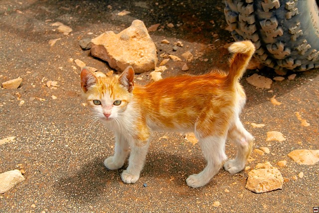 img00012.jpg