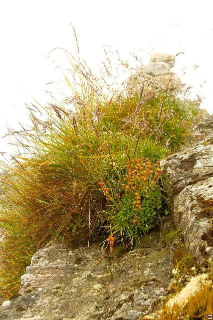 img00021.jpg