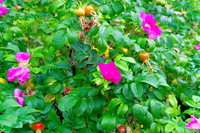 img00023.jpg