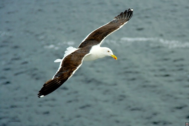 img00009.jpg