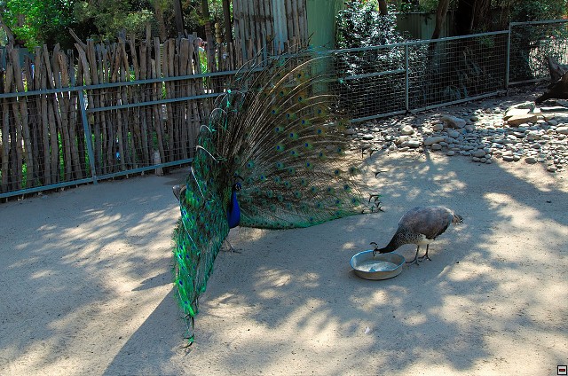 img00005.jpg