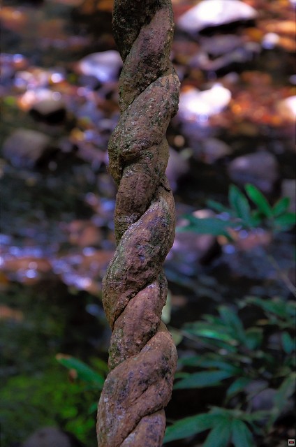 img00004.jpg