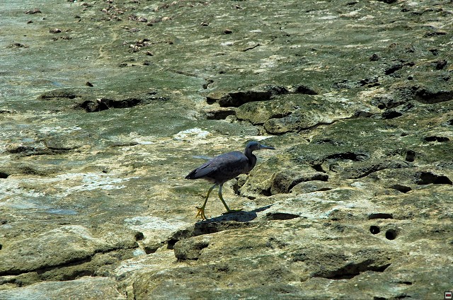 img00009.jpg