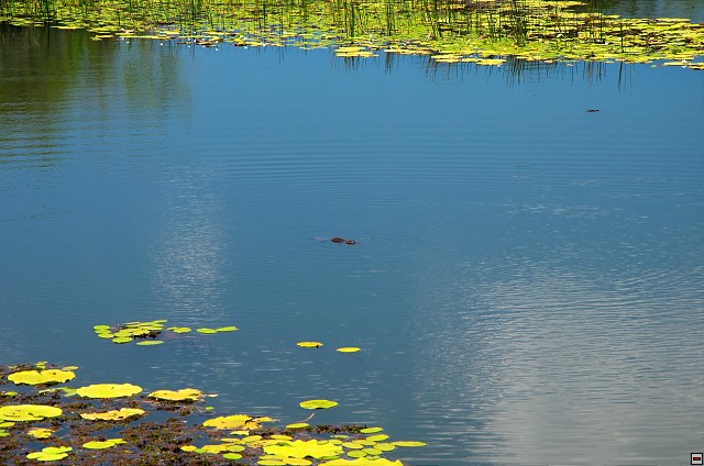 img00010.jpg