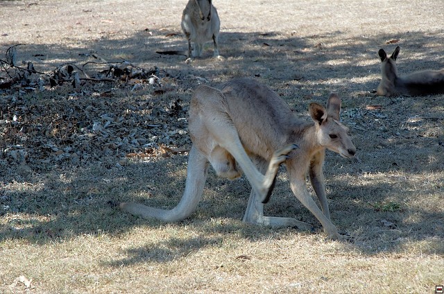 img00018.jpg