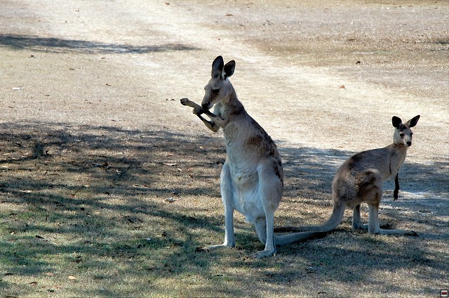 img00019.jpg
