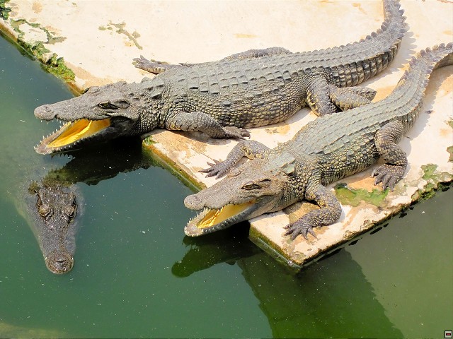 img00008.jpg