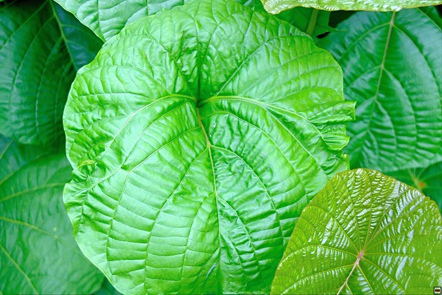 img00027.jpg