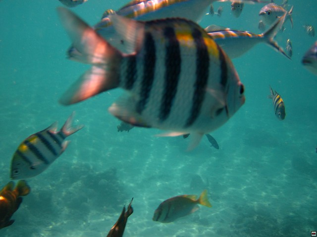 img00004.jpg