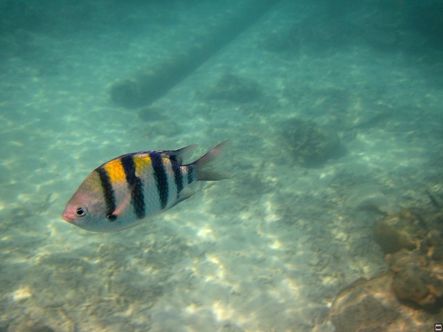 img00005.jpg
