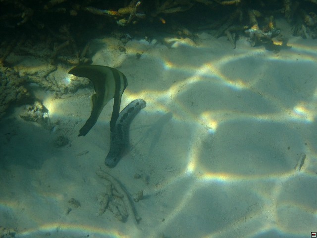 img00006.jpg