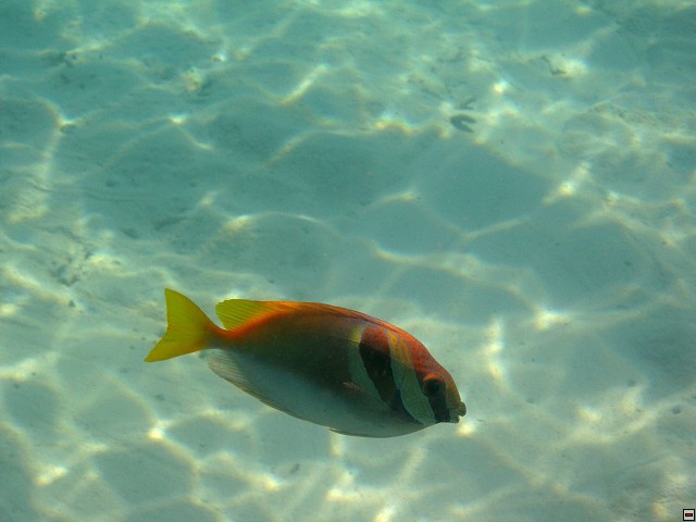 img00008.jpg