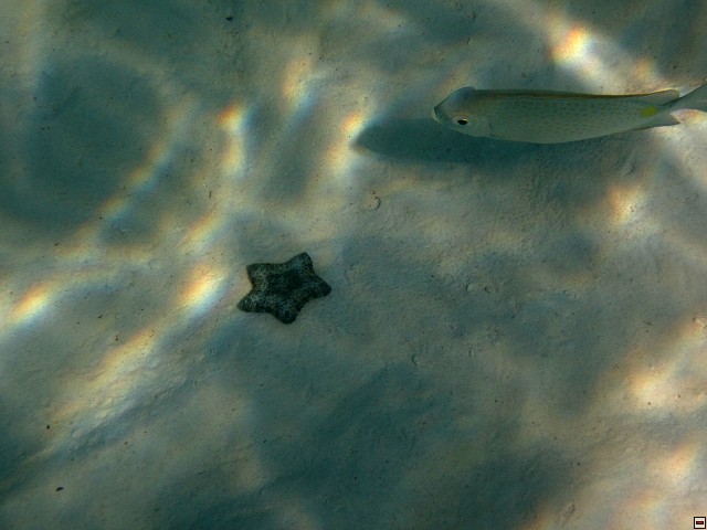 img00009.jpg