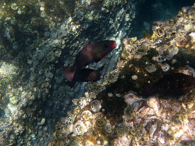 img00017.jpg
