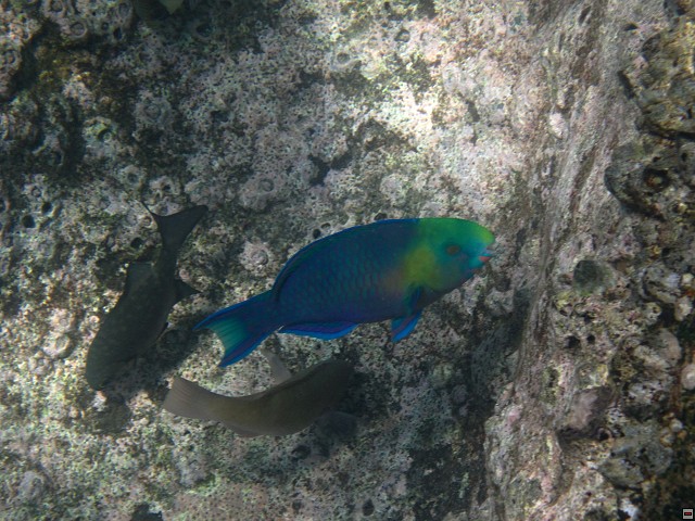 img00024.jpg