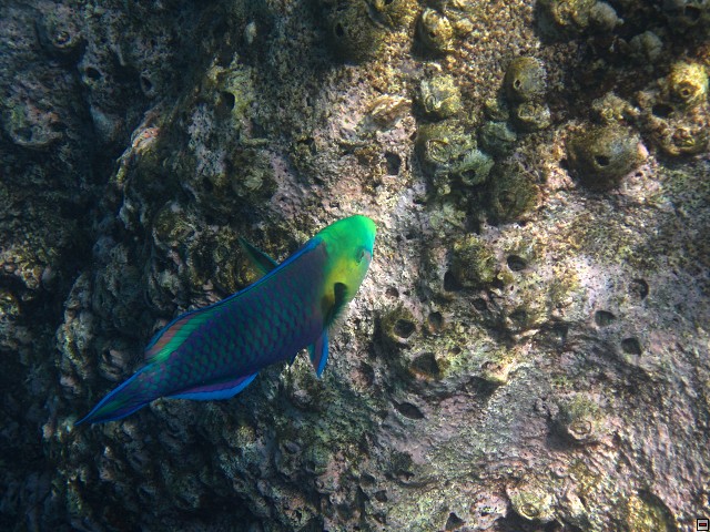 img00026.jpg