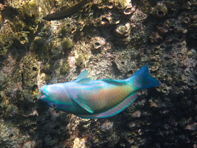 img00027.jpg