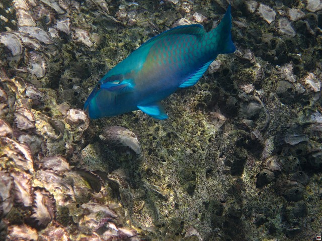 img00030.jpg