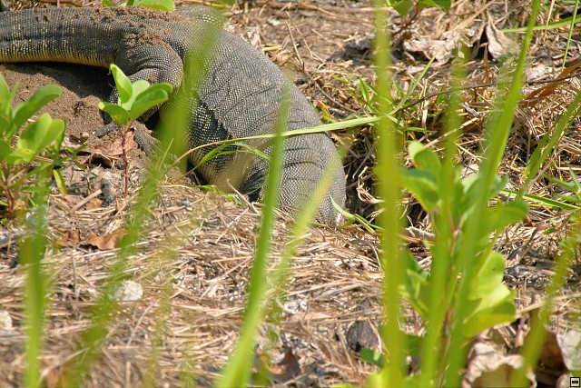 img00009.jpg