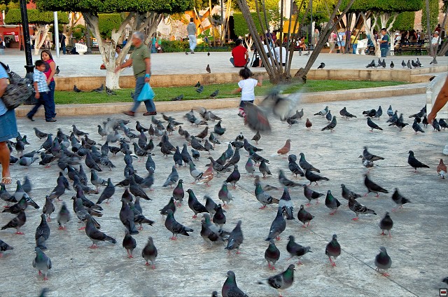 img00006.jpg