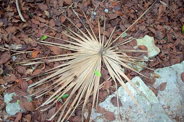img00004.jpg