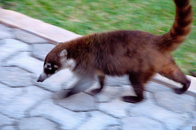 img00014.jpg