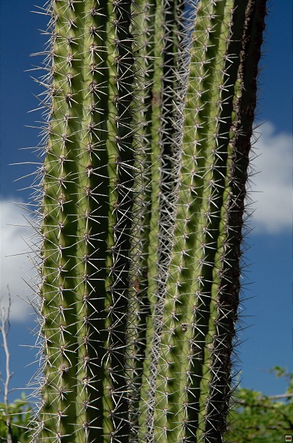 img00042.jpg