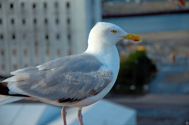 img00009.jpg