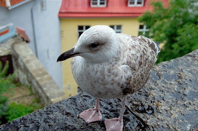 img00007.jpg