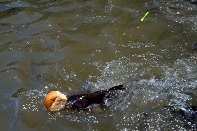 img00027.jpg