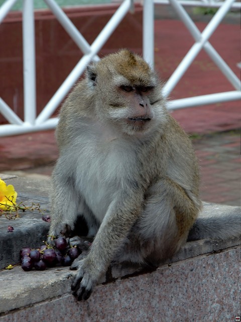 img00012.jpg
