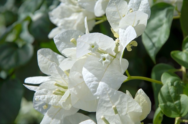 img00003.jpg