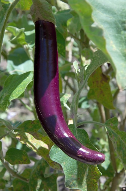 img00007.jpg