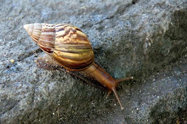 img00014.jpg