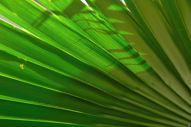 img00002.jpg