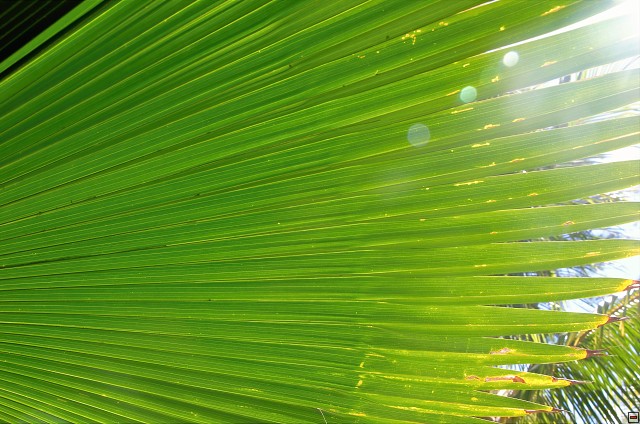 img00003.jpg