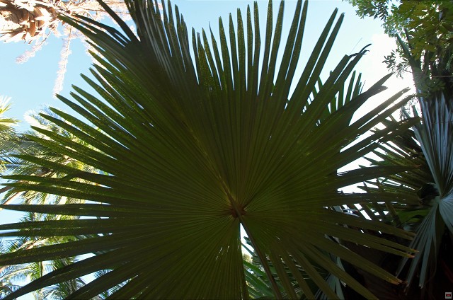 img00029.jpg