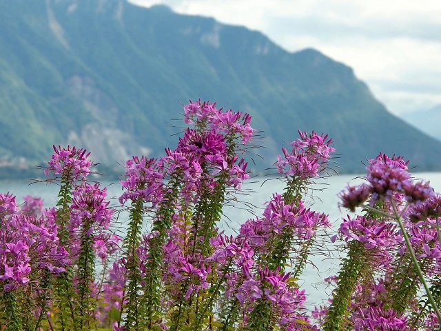 img00032.jpg