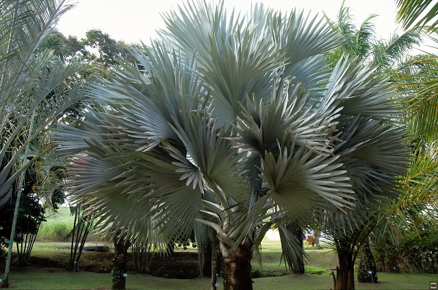 img00017.jpg