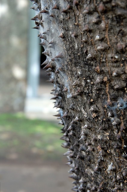 img00019.jpg